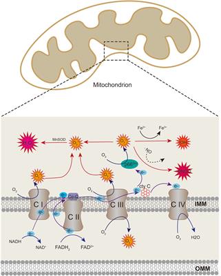 Mitochondrial dysfunction in vascular endothelial cells and its role in atherosclerosis